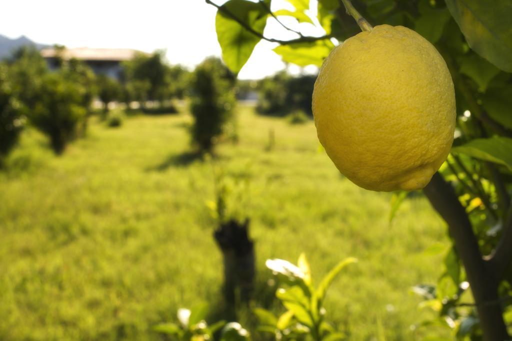 Agriturismo Terrenia Villa Trappitello Bagian luar foto